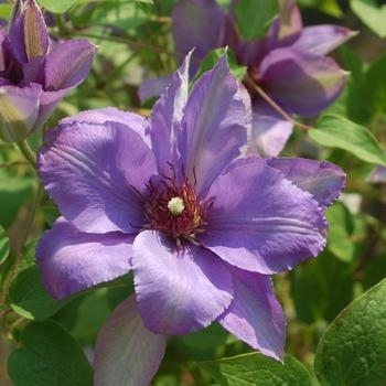 Clematis 'Ramona' 