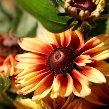 Echibeckia Summerina Glow&trade; 'Dizz' (316932)