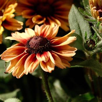 Echibeckia Summerina Glow&trade; 'Dizz' (316934)