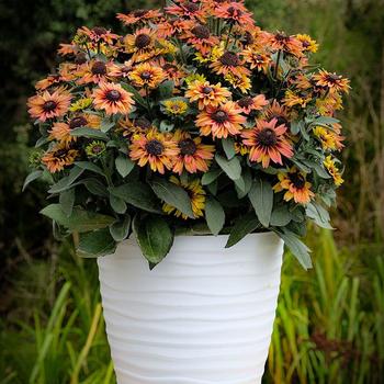 Echibeckia Summerina Glow&trade; 'Dizz' (316935)