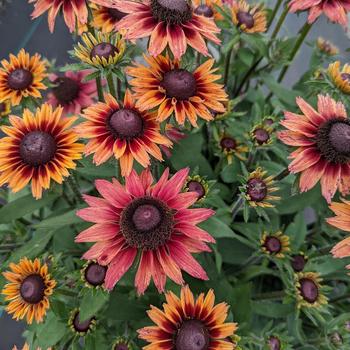 Echibeckia 'ET RDB 816' 