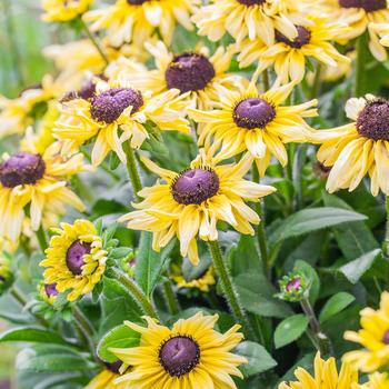 Echibeckia 'Limonata' 