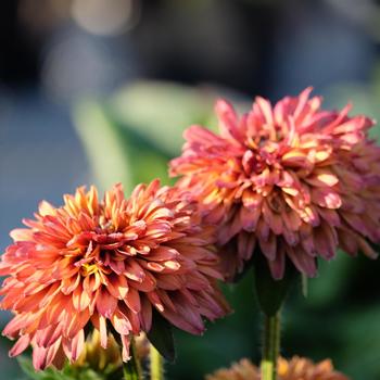 Echibeckia Summerina Glow&trade; 'Sugar Shake' (316938)