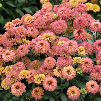 Echibeckia Summerina Glow&trade; 'Sugar Shake' (316939)