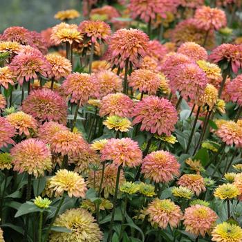 Echibeckia Summerina Glow&trade; 'Sugar Shake' (316940)