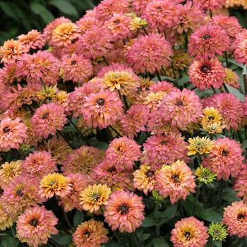 Echibeckia 'Sugar Shake' 