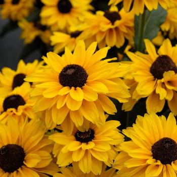 Echibeckia Summerina Glow&trade; 'Suns Up' (316943)