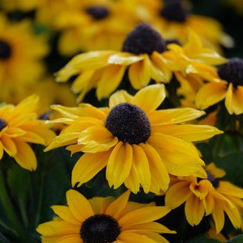 Echibeckia Summerina Glow&trade; 'Suns Up' (316944)