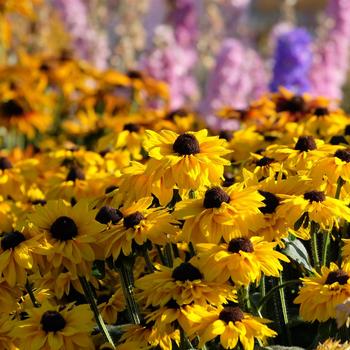 Echibeckia Summerina Glow&trade; 'Suns Up' (316946)