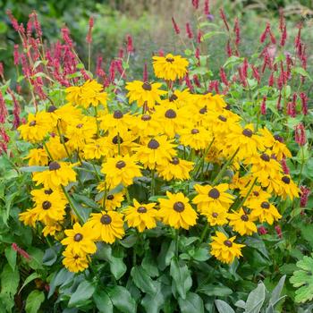 Echibeckia Summerina Glow&trade; 'Suns Up' (316948)