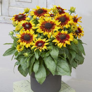 Echibeckia 'Sizzling Sunset' 