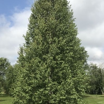 Betula tianshanica 'EmerDak' 29,661