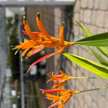 Heliconia 'Multiple Varieties' 