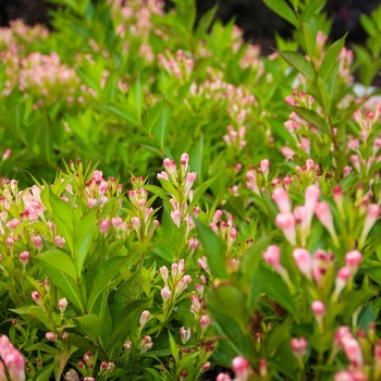 Weigela florida 'Bristol Ruby' 