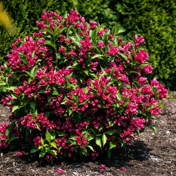 Weigela florida 'Bristol Snowflake' 
