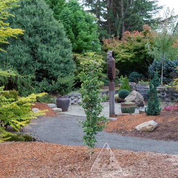 Ginkgo biloba 'Folkert's Select' 