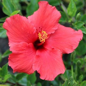 Hibiscus rosa-sinensis 'Brilliant' 