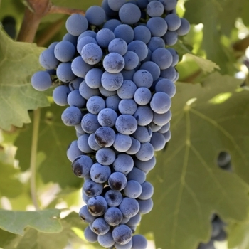 Vitis vinifera 'Cabernet Sauvignon' 