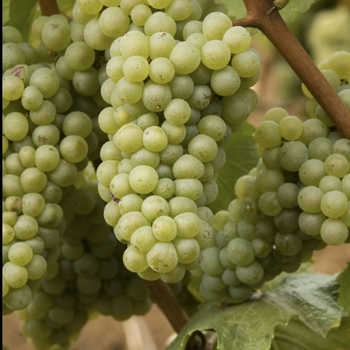 Vitis vinifera 'Chardonnay' 