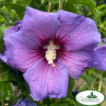 Hibiscus syriacus 'Minsyble9' PP21,987