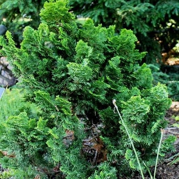 Chamaecyparis obtusa 'Nana Gracilis' 