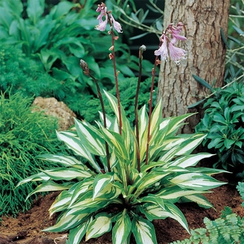 Hosta 'Cherry Berry' 