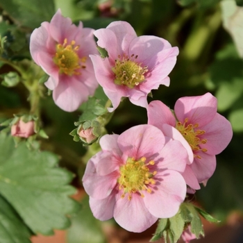 Fragaria 'Rainbow Treasure'