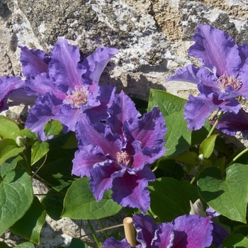 Clematis 'EviGsy156' PPAF