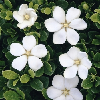 Gardenia jasminoides 'Daisy' 