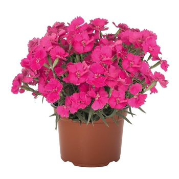 Dianthus 'Mad Magenta'