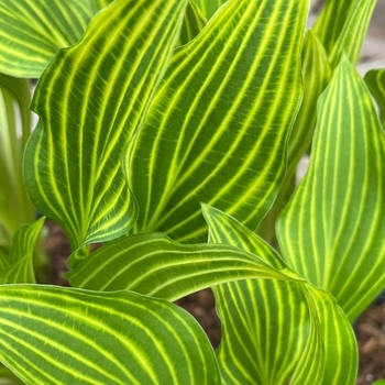 Hosta 'Siberian Tiger' 