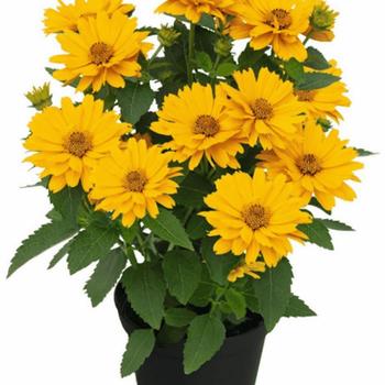 Heliopsis helianthoides 'Sole Giatto' 