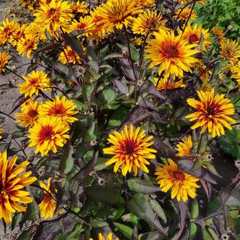 Heliopsis helianthoides 'Yellow Spider'