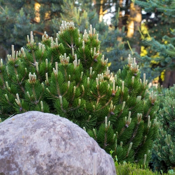 Pinus mugo var. pumilio