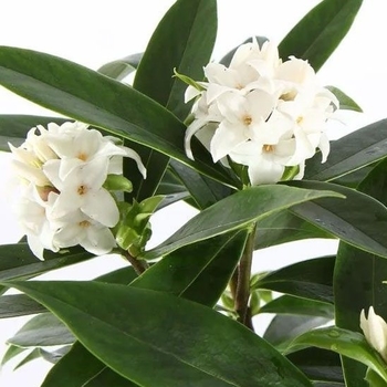 Daphne 'DapJur01' PP27662