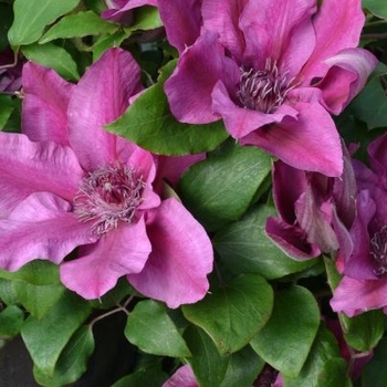 Clematis 'Evipo106' 