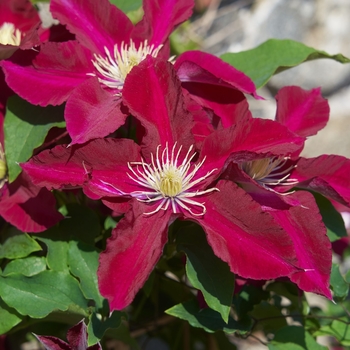 Clematis 'Elpis'