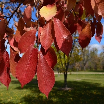 Ulmus davidiana var. japonica 'Burgundy Glow' PP 19,072