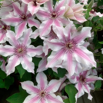 Clematis 'Ithemba™' 