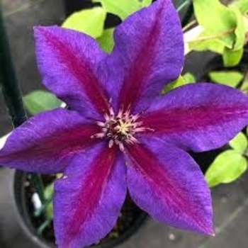 Clematis 'Mrs. N. Thompson' 