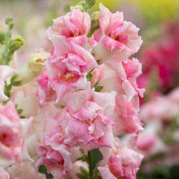 Antirrhinum majus