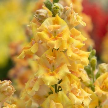 Antirrhinum majus