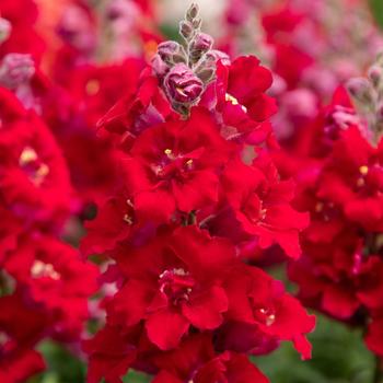 Antirrhinum majus