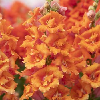 Antirrhinum majus