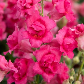 Antirrhinum majus