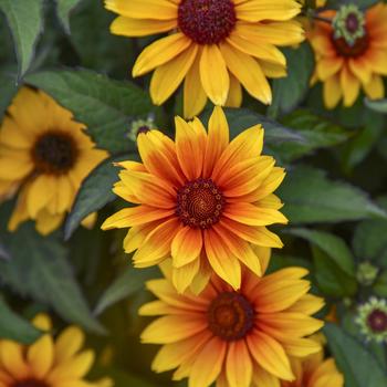 Heliopsis helianthoides 'Sundial' PPAF