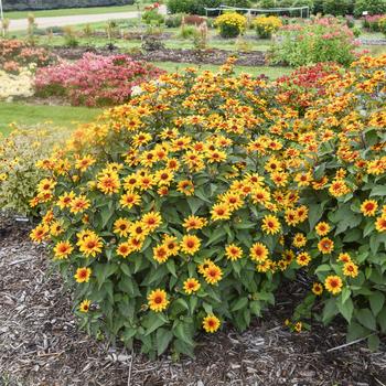 Heliopsis helianthoides 'Sundial' (317234)