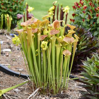 Sarracenia flava 'Copper Top' 