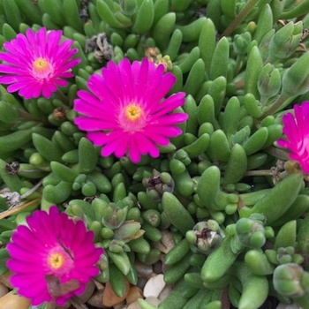 Delosperma 'Opal' PPAF
