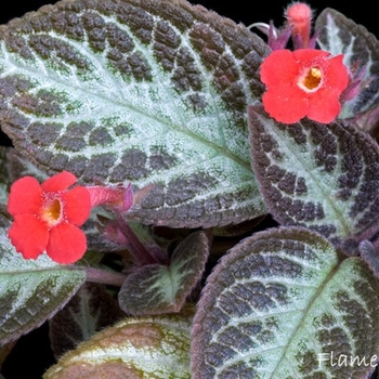 Episcia cupreata